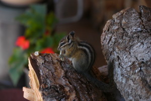 The chipmunk enjoying his organic cashews :-)